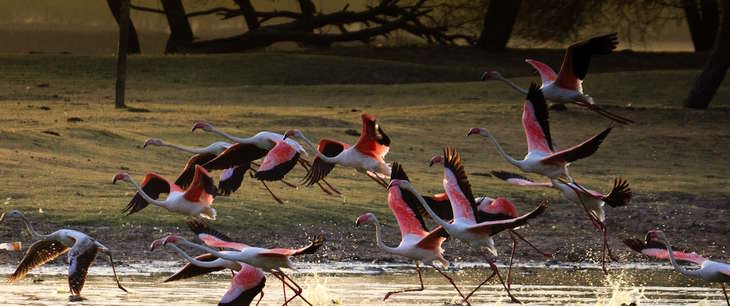 Thol Bird Sanctuary Road, Gujarat, India